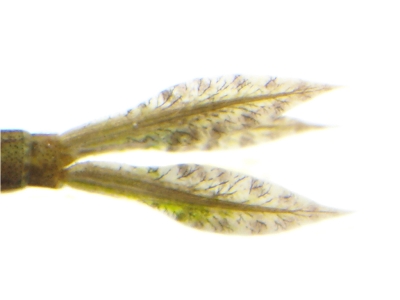 コフキヒメイトトンボ尾鰓