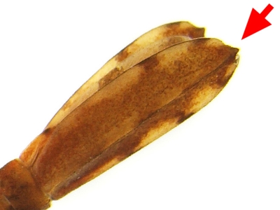 アサヒナカワトンボ尾鰓