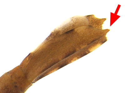 ニホンカワトンボ尾鰓