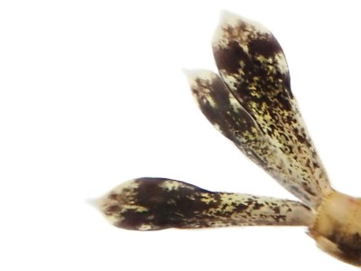 リュウキュウルリモントンボ尾鰓