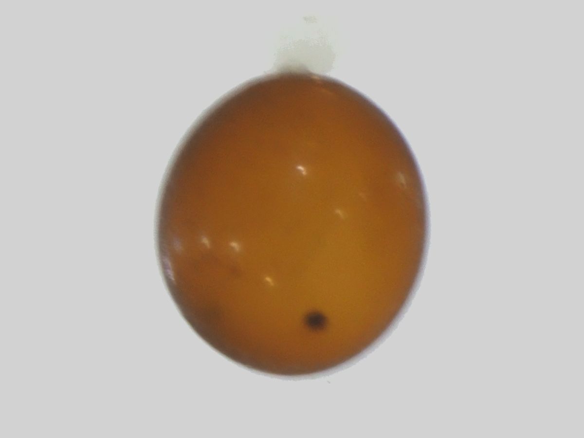 ヒメハネビロトンボ孵化直前卵
