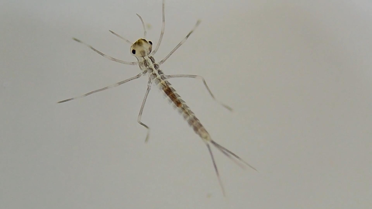 yagopedia／若齢幼虫